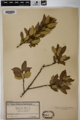 Quercus ilex image