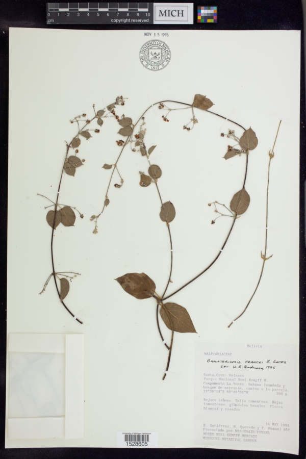 Banisteriopsis prancei image