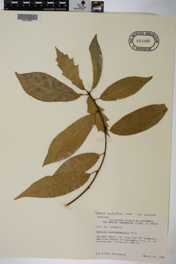 Quercus ocoteifolia image