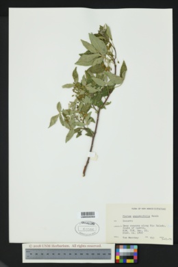 Ptelea trifoliata var. angustifolia image