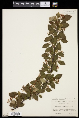Cotoneaster obscurus image