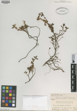 Image of Cuscuta jepsonii