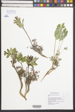 Hydrophyllum capitatum var. alpinum image