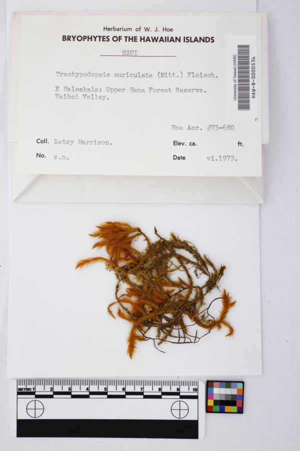 Trachypodopsis auriculata image
