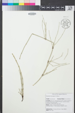 Image of Equisetum laevigatum