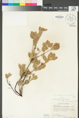 Arctostaphylos montana image