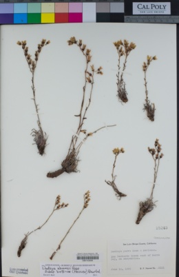Dudleya abramsii subsp. bettinae image