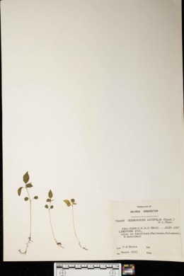 Image of Dendrocnide latifolia