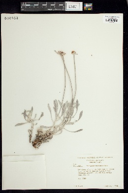 Eriogonum multiceps image