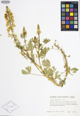 Lupinus citrinus var. deflexus image
