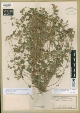 Loeselia ciliata image