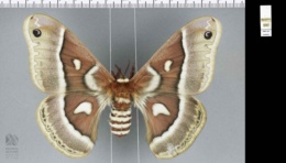 Hyalophora gloveri image