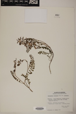 Astragalus cobrensis var. cobrensis image