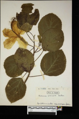 Hibiscus waimeae image