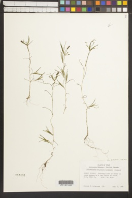 Potamogeton foliosus var. fibrillosus image