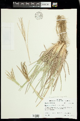 Eustachys paspaloides image