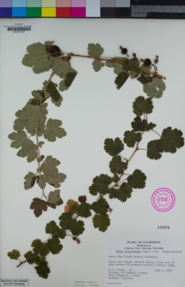 Image of Ribes thacherianum