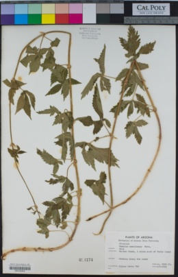 Image of Humulus americanus