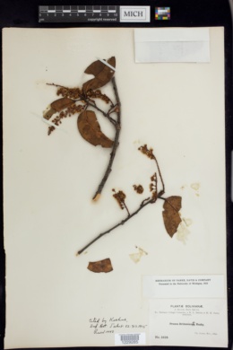 Image of Prunus brittoniana