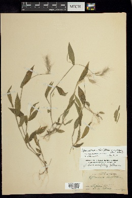 Oplismenus burmannii var. nudicaulis image