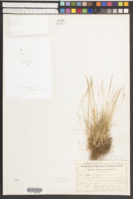 Festuca brachyphylla var. breviculmis image