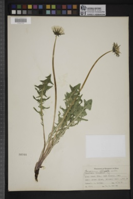 Taraxacum taraxacum image