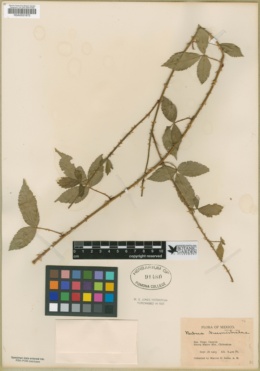 Rubus humistratus image