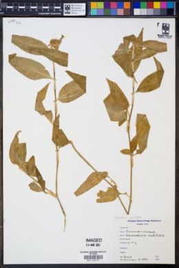 Image of Commelina nudiflora