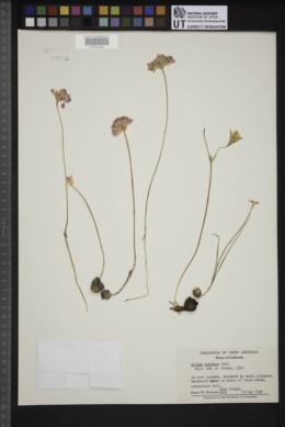 Allium serratum image