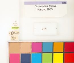 Drosophila torula image
