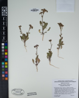 Phacelia crenulata var. minutiflora image