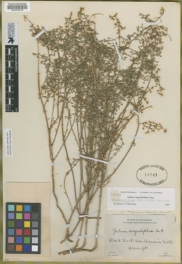 Galium angustifolium subsp. gracillimum image