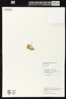 Austrolycopodium fastigiatum image
