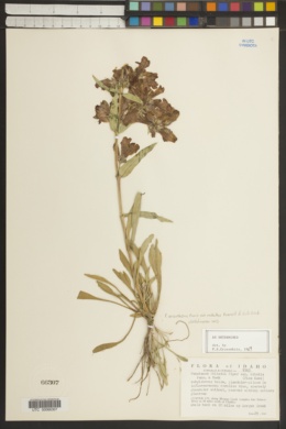 Penstemon eriantherus var. redactus image