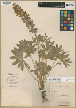 Lupinus prunophilus image