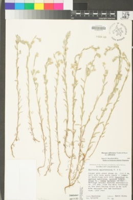 Micropus californicus var. californicus image