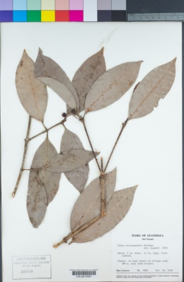 Image of Ixora nicaraguensis