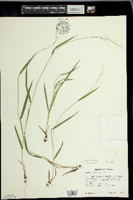 Panicum bicknellii image