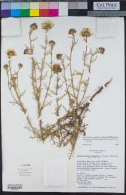 Image of Xanthisma stenolobum