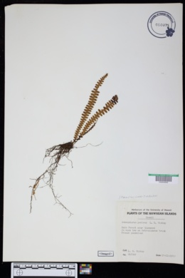 Adenophorus periens image