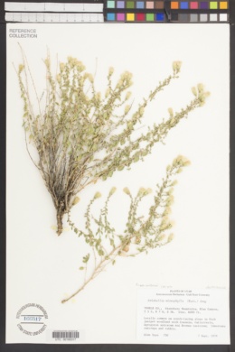 Brickellia microphylla var. watsonii image