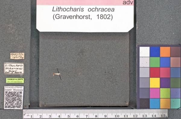 Lithocharis ochracea image