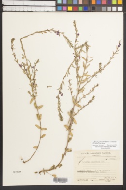 Image of Lythrum junceum