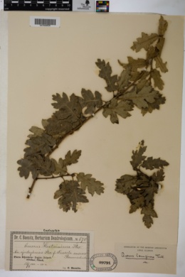 Quercus hartwissiana image
