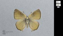 Image of Callophrys mcfarlandi