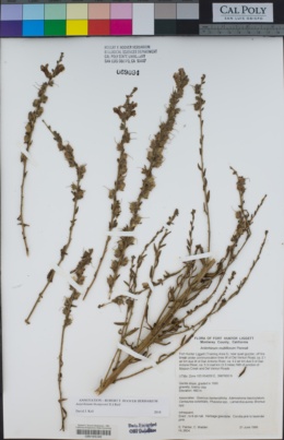Sairocarpus multiflorus image