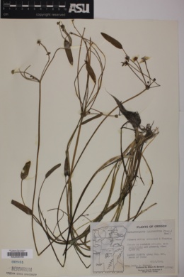 Machaerocarpus californicus image