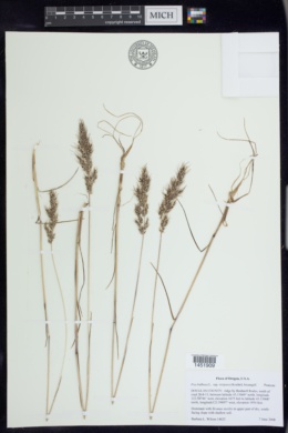 Poa bulbosa subsp. vivipara image