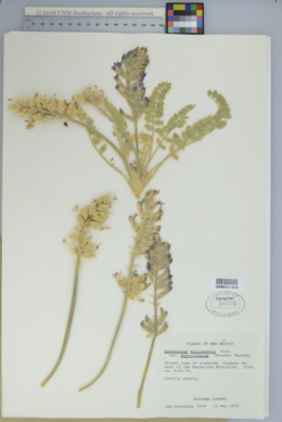 Astragalus mollissimus var. mogollonicus image