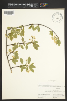 Prunus emarginata var. emarginata image
